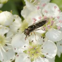Blüten mit Erz-Schwebfliege