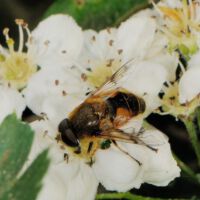 Blüten mit Gewöhnlicher Keilfleck-Schwebfliege
