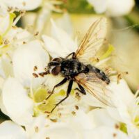 Blüte mit Raupenfliege, Ende April