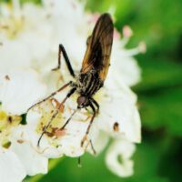 Blüte mit Gewürfelter Tanzfliege, Ende April