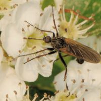 Blüte mit Gewürfelter Tanzfliege, Ende April