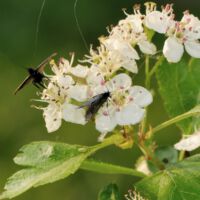 Blüten mit Langhornmotten Adela spec., Ende April