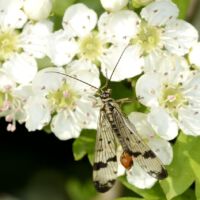 Blüten mit Skorpionsfliege Panorpa communis. Mitte Mai