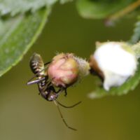 Blütenknospe mit der Larve der Prachtwanze, Ende April