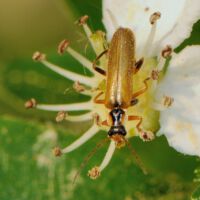 Blüte mit Weichkäfer Cantharis figurata, Ende April