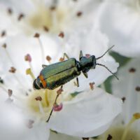 Blüte mit Malachit-Käfer, Mitte Mai