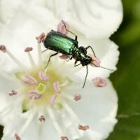 Blüte mit Malachit-Käfer, Mitte Mai