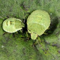Grüne Stinkwanze, junge Larvenstadien