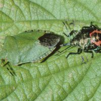 Spitzbauchwanze, ältere Larve greift Grüne Stinkwanze an