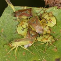 Fleckige Brutwanze, Weibchen mit unterschiedlich alten Larven an der Unterseite eines Birkenblatts