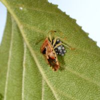 Fleckige Brutwanze, Weibchen über dem Eigelege an der Unterseite eines Birkenblatts