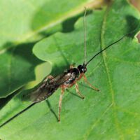 Schupfwespe spec., Weibchen mit langem Legestachel