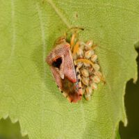 Fleckige Brutwanze, Weibchen über geschlüpften Larven an der Unterseite eines Birkenblatts
