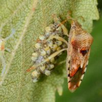Fleckige Brutwanze, Weibchen mit jungen Larven an der Unterseite eines Birkenblatts