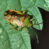 Bunte Bauchkielwanze