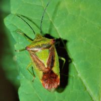 Bauchkiel-Wipfelwanze