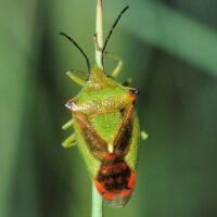 Bauchkiel-Wipfelwanze, bunte Sommerfärbung