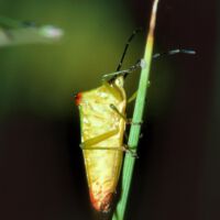 Bauchkiel-Wipfelwanze, Unterseite mit Bauchkiel und langem Rüssel