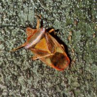 Bauchkiel-Wipfelwanze, braune Überwinterungsfärbung