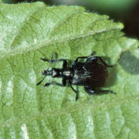 Birken-Blattroller auf einem Erlenblatt