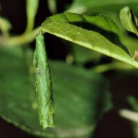 Birken-Blattroller, junge Blatttüte zur Larvenentwicklung am Erlenblatt