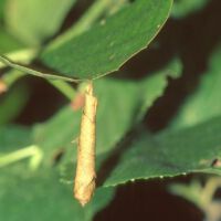 Birken-Blattroller, alte Blatttüte zur Larvenentwicklung am Birkenblatt