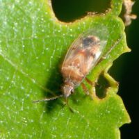 Birkenwanze saugt an einem Birkenblatt