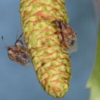 Birkenwanze, Paare an einem unreifen Fruchtstand der Birke