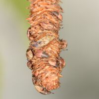 Birkenwanze, Imago und ältere Larven saugen an reifem Samenstand der Birke