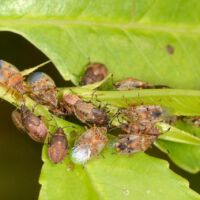 Birkenwanze, Imagos und Larven auf Birkenblättern