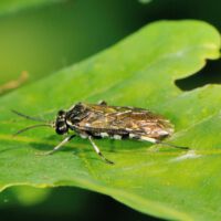 Blattwespe Macrophya alboannulata auf einem Eichenblatt