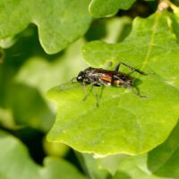 Blattwespe Macrophya annulata auf einem Eichenblatt
