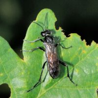 Blattwespe Macrophya spec. auf einem Eichenblatt