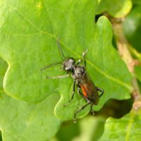 Blattwespe Macrophya annulata