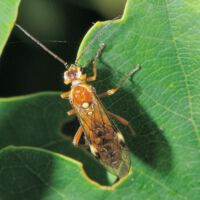 Blattwespe Nematinus spec.