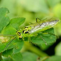 Grüne Blattwespe Rhogogaster spec.