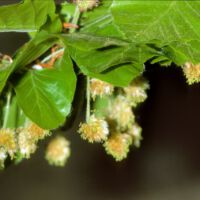 Rotbuche,
männlicher Blütenstand