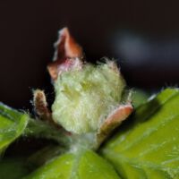 Rotbuche,
weiblicher Blütenstand