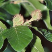 Rotbuche,
junger Fruchtstand