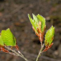 Rotbuche,
neuer Blattaustrieb Anfang Mai