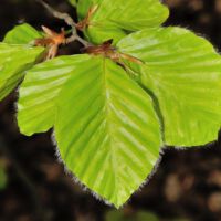 Rotbuche,
junge Blätter Mitte Mai