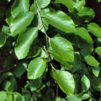 Rotbuche,
Blätter im Sommer