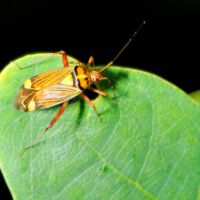 Eichenschmuckwanze auf einem Eichenblatt