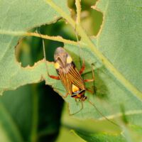 Eichenschmuckwanze auf Eichenblättern