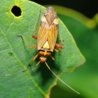 Eichenschmuckwanze auf einem Eichenblatt