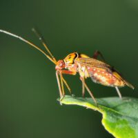 Eichenschmuckwanze saugt am Eichenblatt