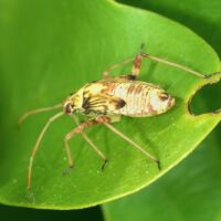 Eichenschmuckwanze, ältere Larve