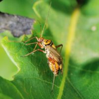 Eichenschmuckwanze saugt am Eichenblatt