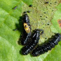 ältere Erlenblattkäfer-Larven auf einem Erlenblatt mit Fraßschäden