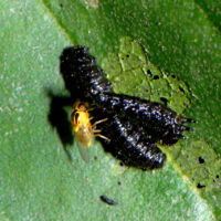 ältere Erlenblattkäfer-Larven mit Gelbe-Halmfliege